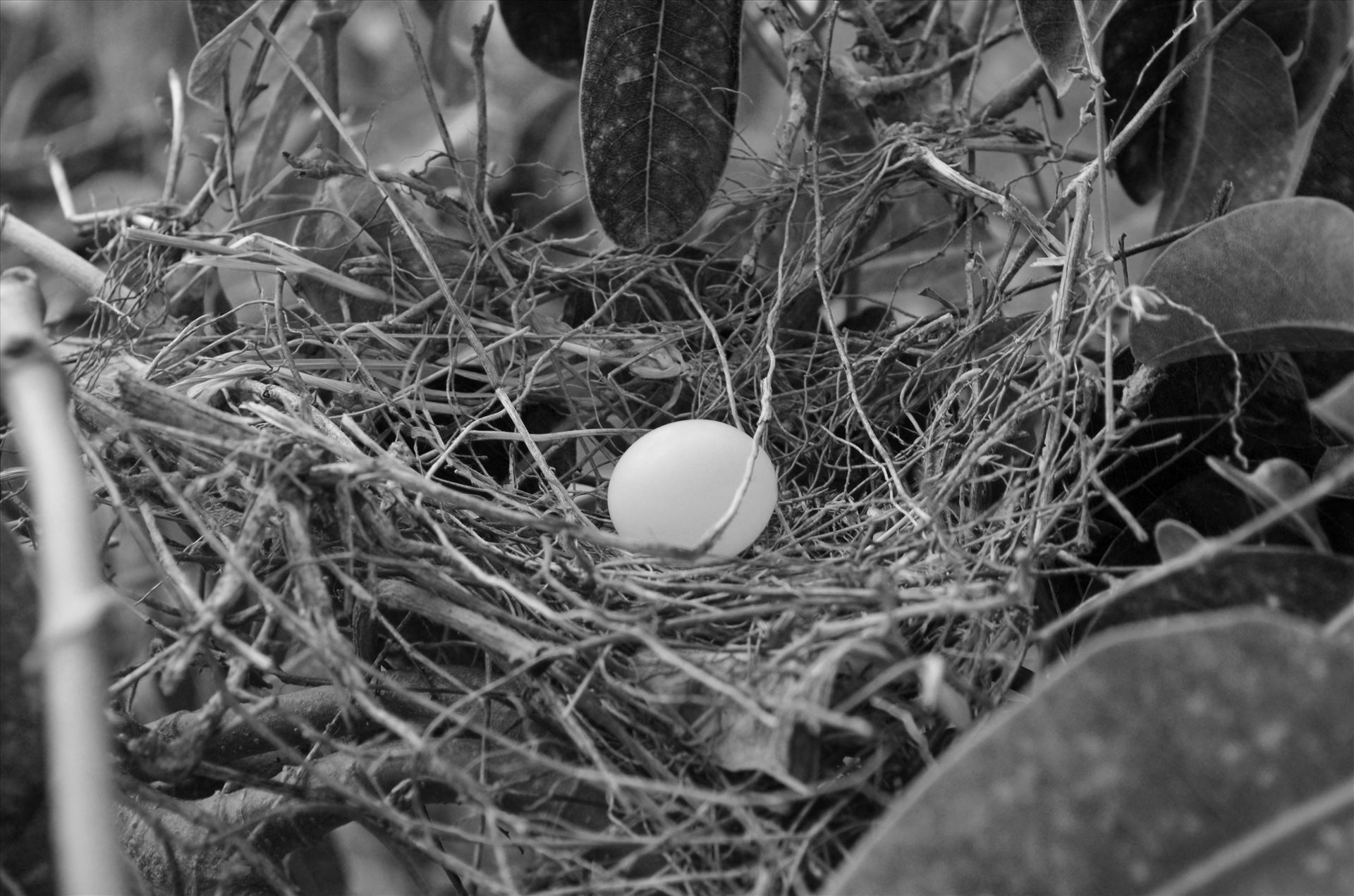 Nest.JPG -  by Nathan Photography
